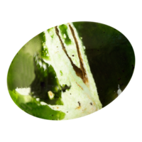 Ein polierter australischer Landschaftsopal-Cabochon mit typischer erdfarbener Musterung.